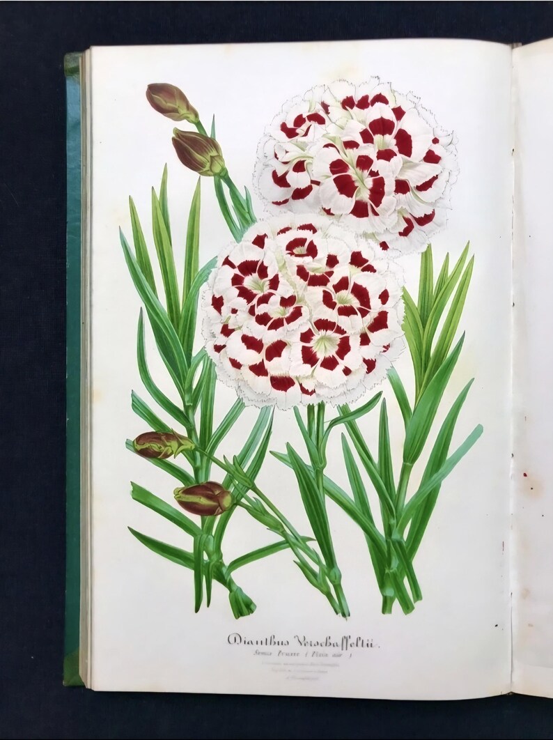 May include: A botanical illustration of Dianthus Verschaeffeltii, featuring two large white flowers with red spots, green leaves, and unopened buds. The image is from an old book, with the title of the flower at the bottom.