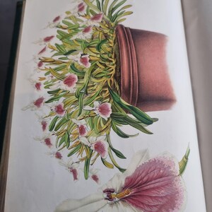 Antique Botanical Book 1859 - Horticultural Illustration - 38 Color Plates image 15