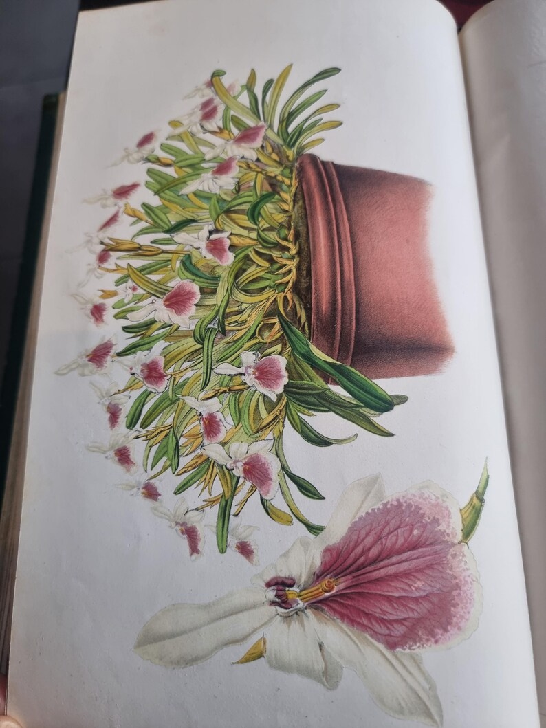 Antique Botanical Book 1859 - Horticultural Illustration - 38 Color Plates image 15