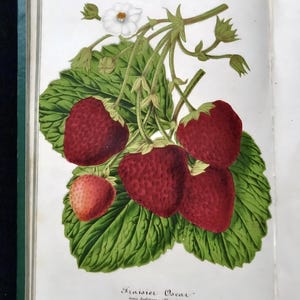 May include: A botanical illustration of strawberries, featuring ripe red berries with green leaves and a white flower. The image is from a vintage book, with the title "Fraisier Oscar" visible.