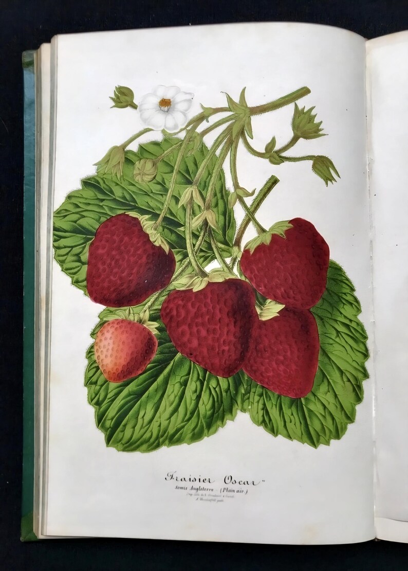 May include: A botanical illustration of strawberries, featuring ripe red berries with green leaves and a white flower. The image is from a vintage book, with the title "Fraisier Oscar" visible.