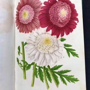 May include: Botanical illustration of three chrysanthemum flowers in shades of pink, red, and white, with yellow centers. The flowers are accompanied by green stems and leaves, set against a white background.