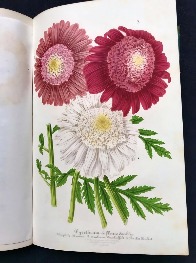 May include: Botanical illustration of three chrysanthemum flowers in shades of pink, red, and white, with yellow centers. The flowers are accompanied by green stems and leaves, set against a white background.