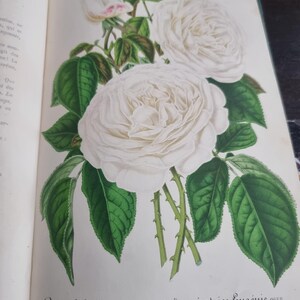 Antique Botanical Book 1859 - Horticultural Illustration - 38 Color Plates image 16