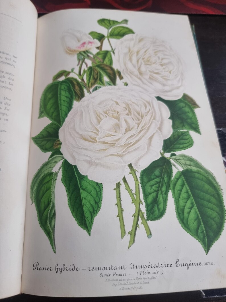 Antique Botanical Book 1859 - Horticultural Illustration - 38 Color Plates image 16