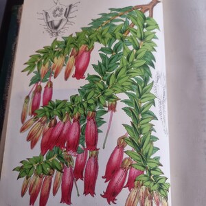 Antique Botanical Book 1859 - Horticultural Illustration - 38 Color Plates image 19