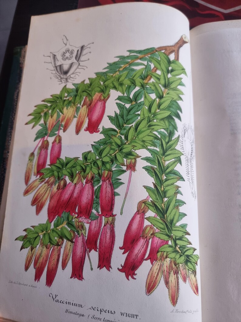 Antique Botanical Book 1859 - Horticultural Illustration - 38 Color Plates image 19
