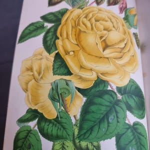 Antique Botanical Book 1859 - Horticultural Illustration - 38 Color Plates image 13