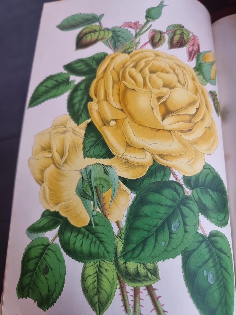 Antique Botanical Book 1859 - Horticultural Illustration - 38 Color Plates image 13