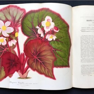 May include: A botanical illustration of a Begonia plant, featuring large, veined leaves in shades of green and red. Delicate pink and yellow flowers bloom amidst the foliage. The image is from an open book, with text visible on the right page.