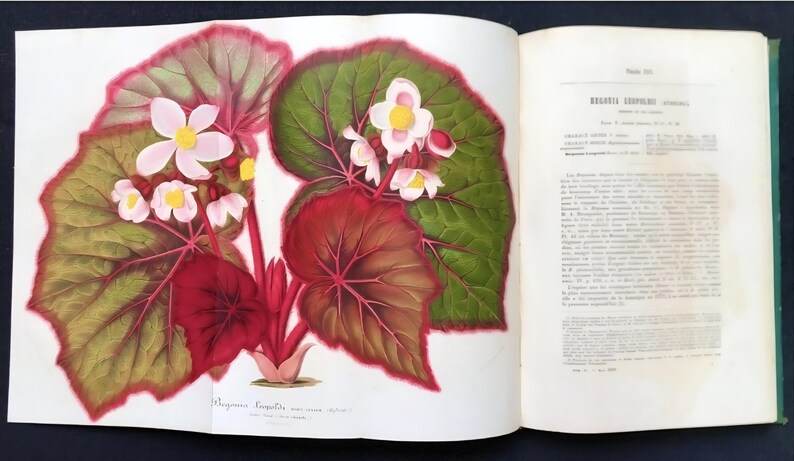May include: A botanical illustration of a Begonia plant, featuring large, veined leaves in shades of green and red. Delicate pink and yellow flowers bloom amidst the foliage. The image is from an open book, with text visible on the right page.