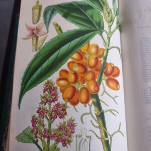Antique Botanical Book 1859 - Horticultural Illustration - 38 Color Plates image 14