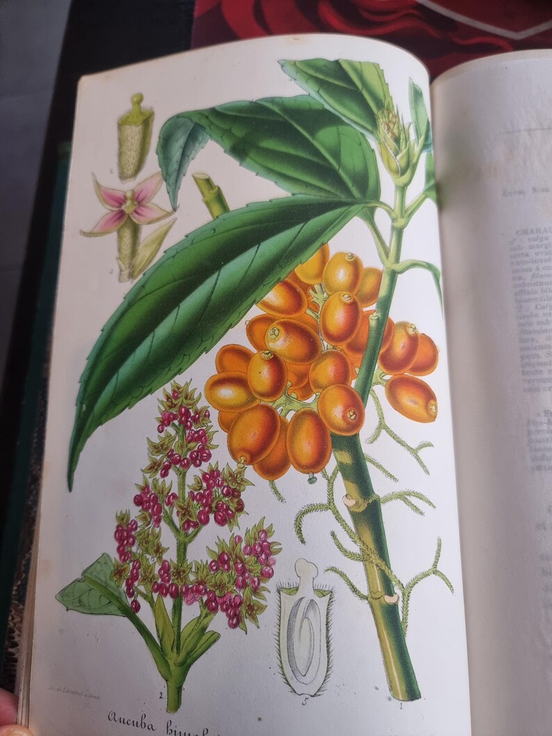 Antique Botanical Book 1859 - Horticultural Illustration - 38 Color Plates image 14