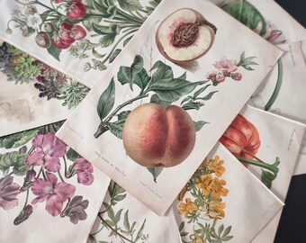 May include: A collection of botanical illustrations featuring various fruits and flowers. The images include strawberries, peaches, and vibrant floral arrangements, all rendered in a vintage style with detailed botanical accuracy. The color palette is soft, with a focus on natural hues.
