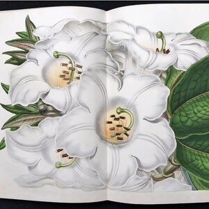 May include: An open book displaying a botanical illustration of white rhododendron flowers. The flowers have a light yellow center with brown stamens and green pistils. Green leaves and stems surround the flowers.
