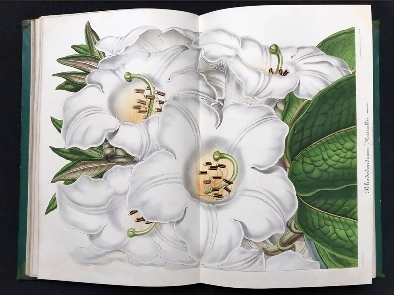 May include: An open book displaying a botanical illustration of white rhododendron flowers. The flowers have a light yellow center with brown stamens and green pistils. Green leaves and stems surround the flowers.