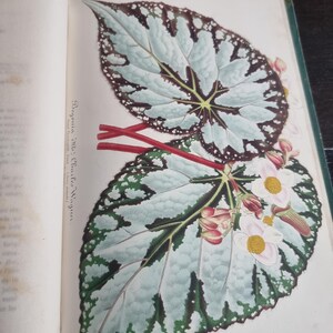 Antique Botanical Book 1859 - Horticultural Illustration - 38 Color Plates image 18