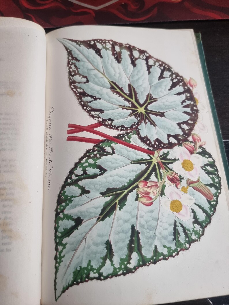 Antique Botanical Book 1859 - Horticultural Illustration - 38 Color Plates image 18