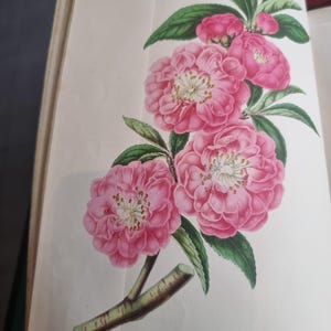 Antique Botanical Book 1859 - Horticultural Illustration - 38 Color Plates image 11