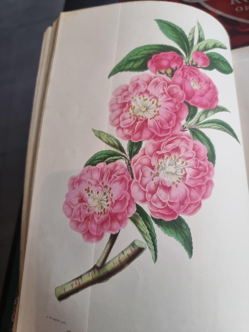 Antique Botanical Book 1859 - Horticultural Illustration - 38 Color Plates image 11