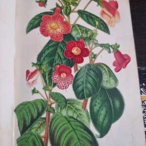 Antique Botanical Book 1859 - Horticultural Illustration - 38 Color Plates image 12