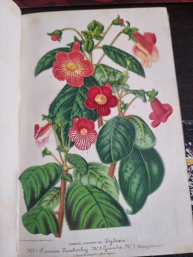 Antique Botanical Book 1859 - Horticultural Illustration - 38 Color Plates image 12