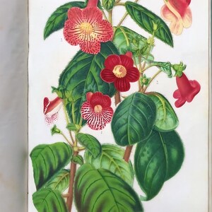 May include: Botanical illustration of a flowering plant with large green leaves and red flowers. The flowers have yellow and red patterns. The image is from a vintage book and includes text at the bottom.