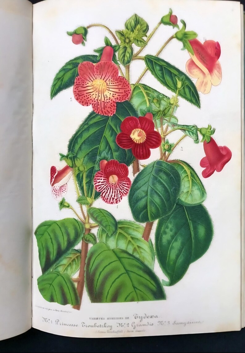May include: Botanical illustration of a flowering plant with large green leaves and red flowers. The flowers have yellow and red patterns. The image is from a vintage book and includes text at the bottom.
