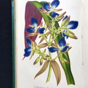 May include: A botanical illustration of a flowering plant with vibrant blue petals and brown leaves. The artwork is set against a white background, with a green and purple leaf. The image is from a vintage book.