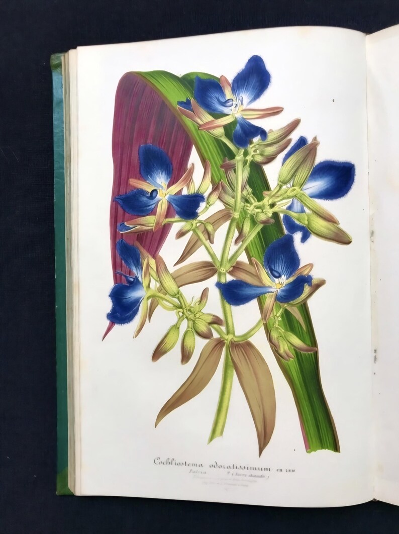 May include: A botanical illustration of a flowering plant with vibrant blue petals and brown leaves. The artwork is set against a white background, with a green and purple leaf. The image is from a vintage book.