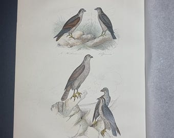 May include: A vintage print featuring detailed illustrations of birds of prey. The artwork showcases several birds perched on rocks and in grassy areas, with a focus on their plumage and poses. The print has a classic, antique aesthetic.