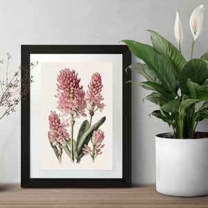 Pink Hyacinth Botanical Digital Art Print