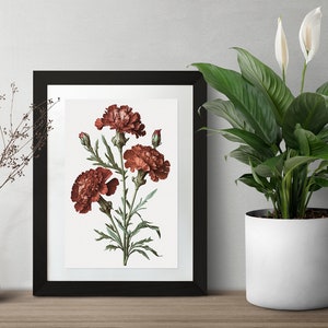 Red Carnation vintage Botanical Digital Art Print