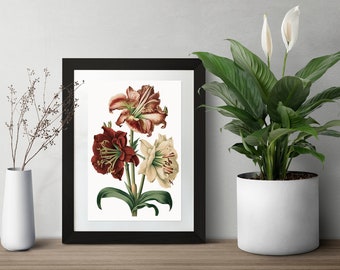 Amaryllis Vintage Botanical Digital Art Print