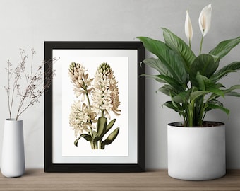 White Hyacinth Botanical Digital Art Print