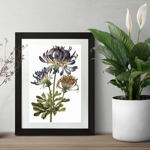 African Lily Vintage Botanical Digital Art Print