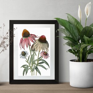 Coneflower Vintage Botanical Digital Art Print