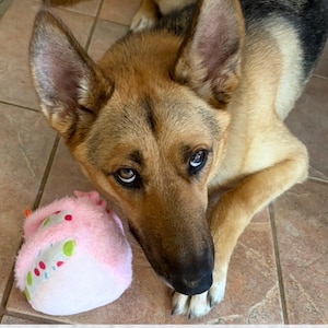 May include: A German Shepherd dog with tan and black fur looking upward with its head tilted, resting its front paw near a round, plush, light pink toy featuring a white band decorated with small red, green, and blue circular patterns.