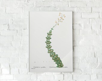 Puede incluir: Una ilustración botánica de una planta Crassula perfoliata con hojas verdes y pequeñas flores amarillas. La ilustración está sobre un fondo blanco con el texto "Crassula perfoliata" y "Crassula  callice" escrito debajo de la planta.