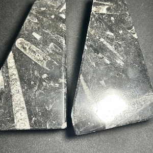 Orthoceros Book Ends