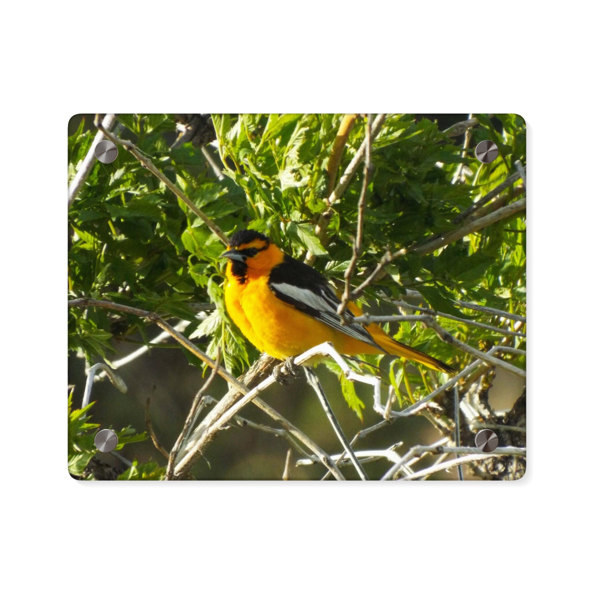 Yellow Bird Acrylic Wall Art Panels Nature Photography Etsy