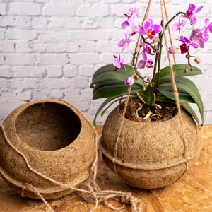 Peut inclure: Deux paniers suspendus en fibre de coco brune, l'un contenant une orchidée rose. Les paniers sont faits de matériaux naturels et ont un aspect rustique.