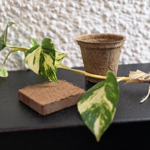 May include: A small, brown, biodegradable plant pot, a square brown soil block, and a wrapped plant cutting with green and white variegated leaves. The items are arranged on a black surface, suggesting a gardening or plant propagation theme.