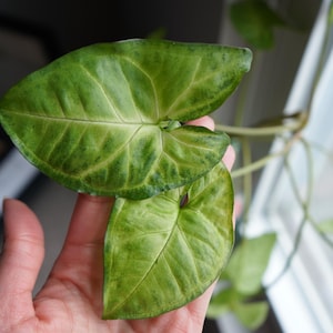 Live Syngonium // Arrowhead Plant Cutting - Rooted
