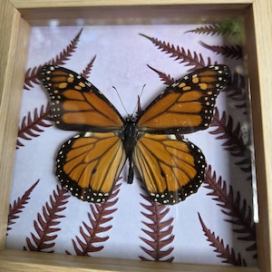May include: A monarch butterfly specimen displayed inside a square light-colored wooden frame. The butterfly features orange wings with black veins and white-spotted black borders, set against a light background with dark brown fern leaf patterns.