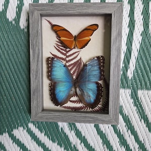 May include: A rectangular gray wood-grain frame containing two preserved butterflies mounted on a light fabric background. The top butterfly is orange with black stripes, while the larger bottom butterfly is iridescent blue with black edges.