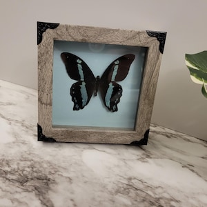 Real Framed Butterfly Specimen Papilio nireus, the green-banded swallowtail