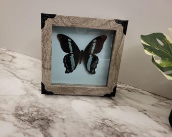 Puede incluir: Un espécimen de mariposa enmarcado con alas negras y azules, exhibido sobre un fondo azul claro. El marco es de madera con una mancha gris y esquinas de metal negro.