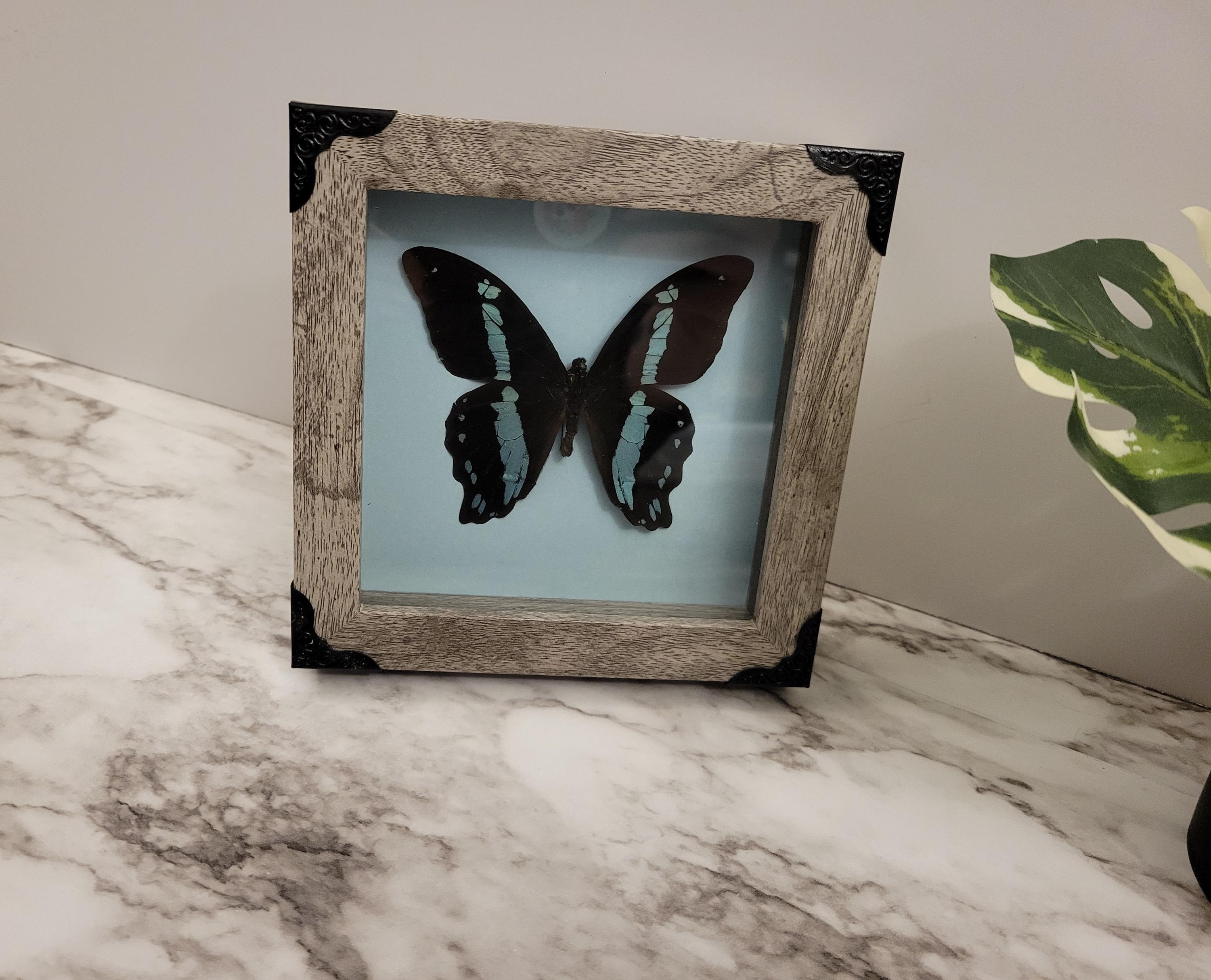 額入りの本物の蝶の標本、アゲハチョウ（Papilio nireus） - Etsy 日本