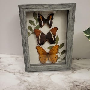 May include: A framed shadowbox with three butterflies mounted inside. The butterflies are brown, orange, and black with white markings. The shadowbox has a grey frame and a white background.